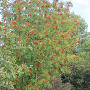 Rowan