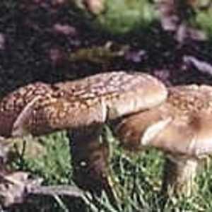 Fungi