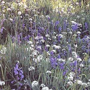 Wild flowers