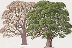 Oak tree